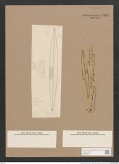 Navicula sp. (de-Toni-Nr.: Genus 1, Species 1095 ?) Zeichnungen Sammlung Grunow Nr. 1583 (NHMW-BOT-W0368120)